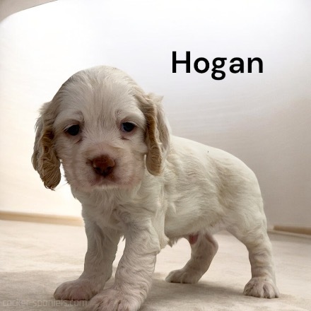 puppy, for, sale, Cocker Spaniel, Joe & Cherri  Overlease, dog, breeder, Miller, MO, dog-breeder, puppy-for-sale, forsale, nearby, find, puppyfind, locator, puppylocator, aca